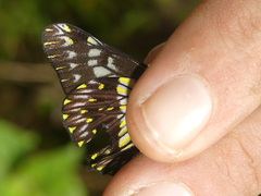 Catasticta colla punctata
