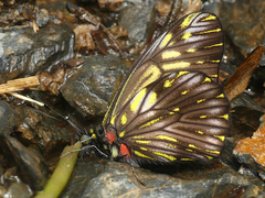 Catasticta ctemene strigosa