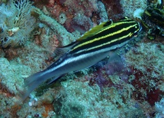 Scolopsis bilineata
