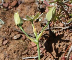 Ornithogalum dubium