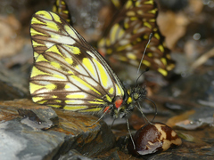 Catasticta pieris intermedia