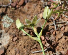 Ornithogalum dubium