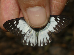 Catasticta prioneris