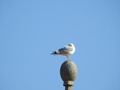 Larus michahellis