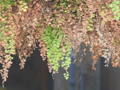 Adiantum capillus-veneris