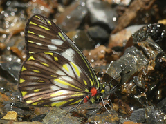 Catasticta prioneris