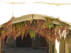 Adiantum capillus-veneris