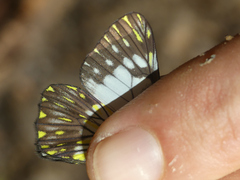 Catasticta prioneris