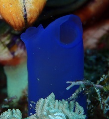 Rhopalaea
