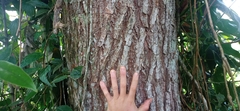 Cedrela fissilis