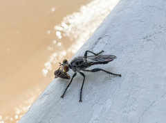 Andrenosomatini