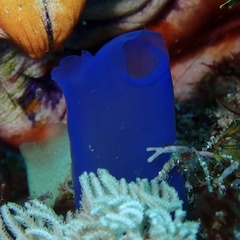 Rhopalaea
