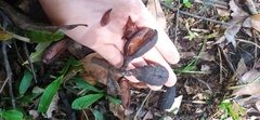 Cedrela fissilis