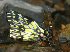 Catasticta tomyris