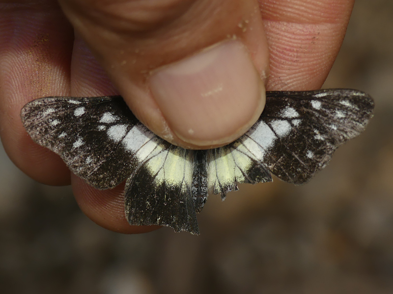 Catasticta tomyris