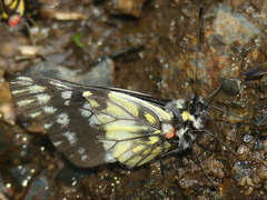 Catasticta tomyris