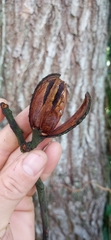Cedrela fissilis