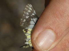 Catasticta tomyris