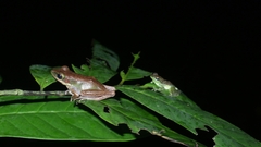 Chalcorana megalonesa