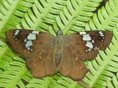 Celaenorrhinus songoensis