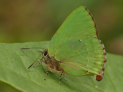 Cyanophrys pseudolongula
