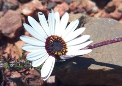 Ursinia pilifera