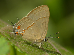 Electrostrymon endymion