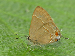 Electrostrymon endymion