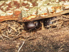 Accanthopus velikensis