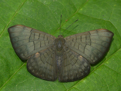 Emesis condigna