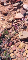 Ursinia pilifera