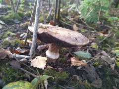 Agaricus