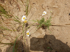 Anthemis ruthenica