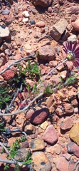 Ursinia pilifera