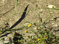 Pulicaria paludosa