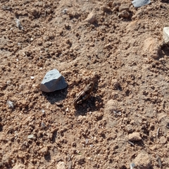 Oedipodinae