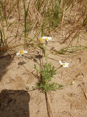 Anthemis ruthenica