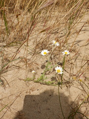 Anthemis ruthenica