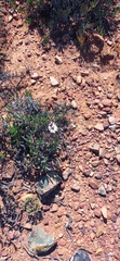 Ursinia pilifera