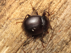 Accanthopus velikensis