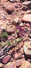 Ursinia pilifera