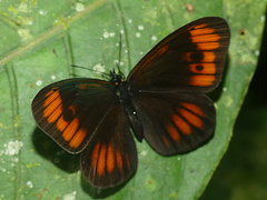Lymanopoda acraeida