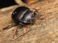 Accanthopus velikensis
