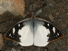 Lymanopoda eubagioides