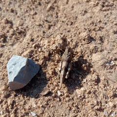 Oedipodinae