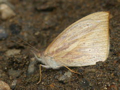 Lymanopoda eubagioides