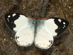 Lymanopoda shefteli