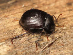 Accanthopus velikensis