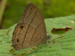 Malaveria mimas