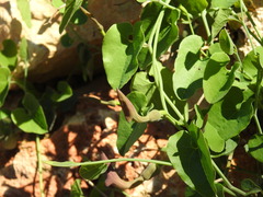 Aristolochia baetica